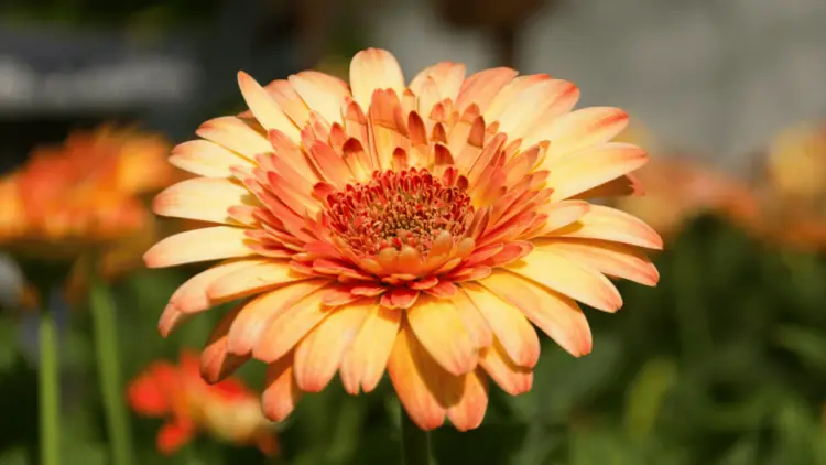 Summer flower for July newsletter